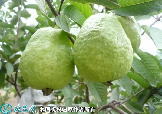 台湾番石榴苗价格多少钱一株？2023...