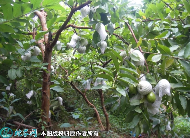 珍珠番石榴苗价格多少钱一株？2023...