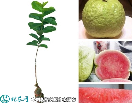 红宝石少籽芭乐苗价格多少钱一株？20...
