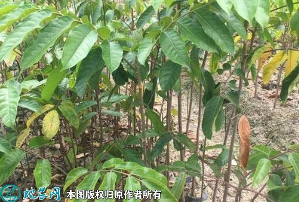 青橄榄苗价格多少钱一株？2023年3...
