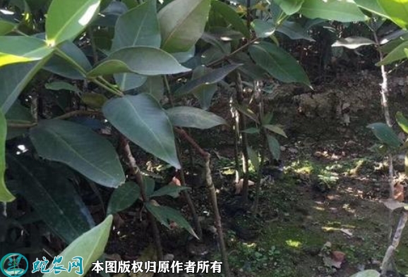 黑金刚莲雾苗价格多少钱一株？2023...