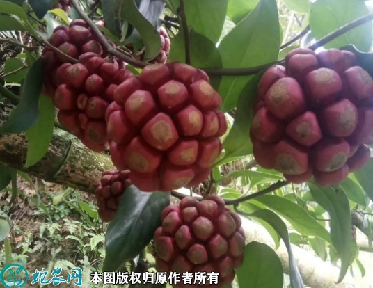 粉红黑老虎苗价格多少钱一株？2023...
