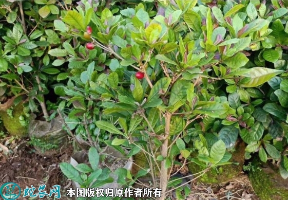 神秘果苗价格多少钱一株？2023年3...