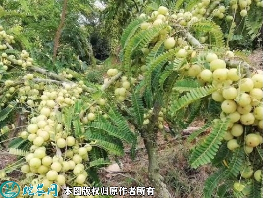 余甘果苗价格多少钱一株？2023年3...