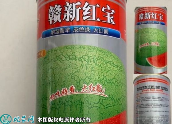 新红宝西瓜种子价格多少钱一斤？202...