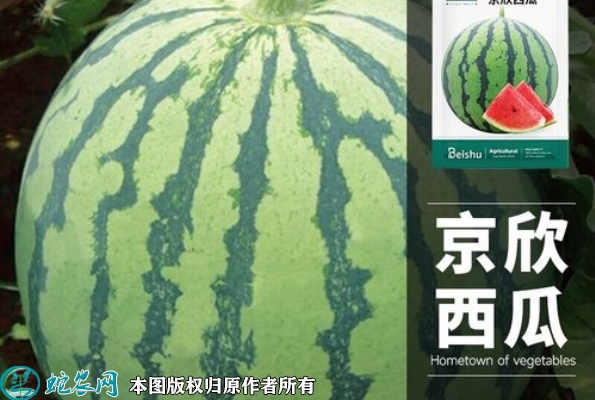 京欣西瓜种子价格多少钱一斤？2023...