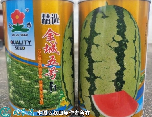 金城五号西瓜种子价格多少钱一斤？20...