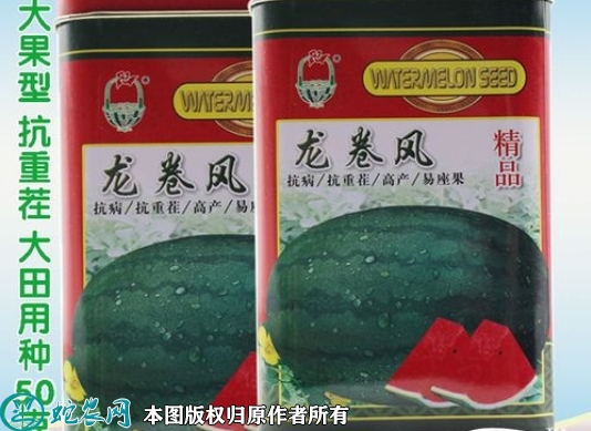 龙卷风西瓜种子价格多少钱一斤？202...