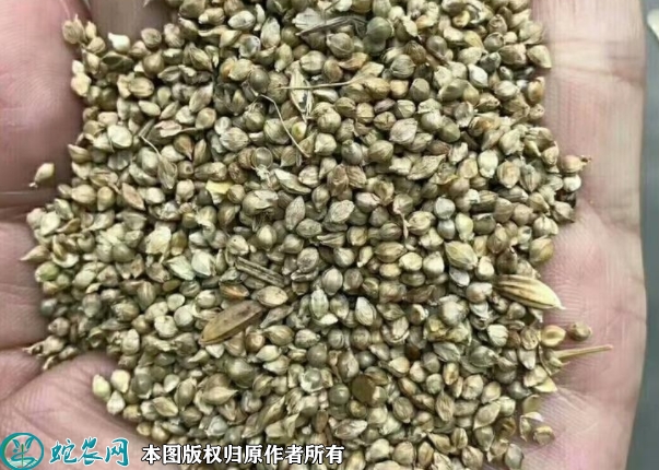 雀稗种子价格多少钱一斤？2023年3...