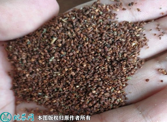 月见草种子价格多少钱一斤？2023年...