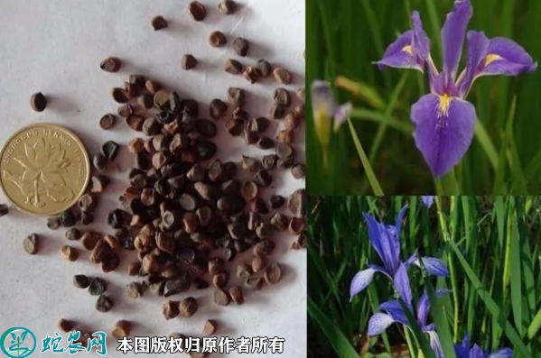 马兰花种子价格多少钱一斤？2023年...