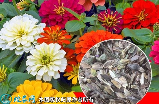 百日草种子价格多少钱一斤？2023年...
