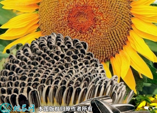 向日葵种子价格多少钱一斤？2023年...