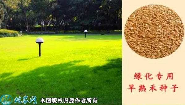 草坪种子价格多少钱一斤？2023年3...