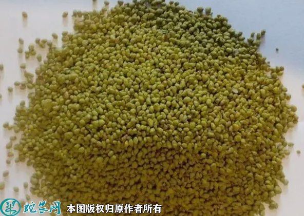 紫花苜蓿种子价格多少钱一斤？2023...