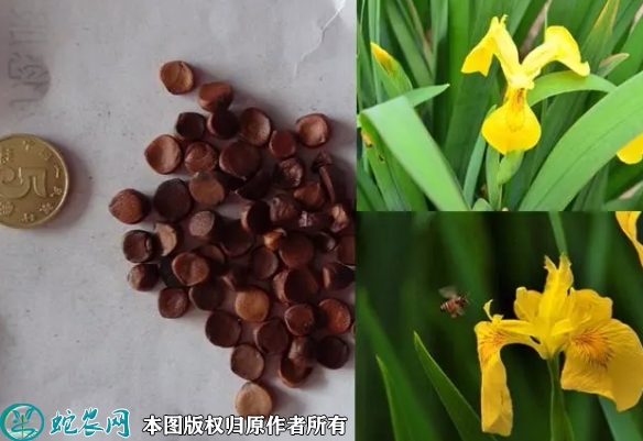 鸢尾种子价格多少钱一斤？2023年3...