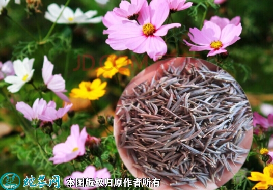 波斯菊种子价格多少钱一斤？2023年...