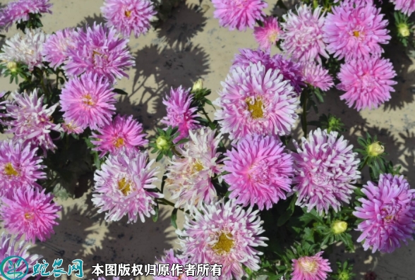 翠菊种子价格多少钱一斤？2023年3...