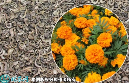 金盏菊种子价格多少钱一斤？2023年...