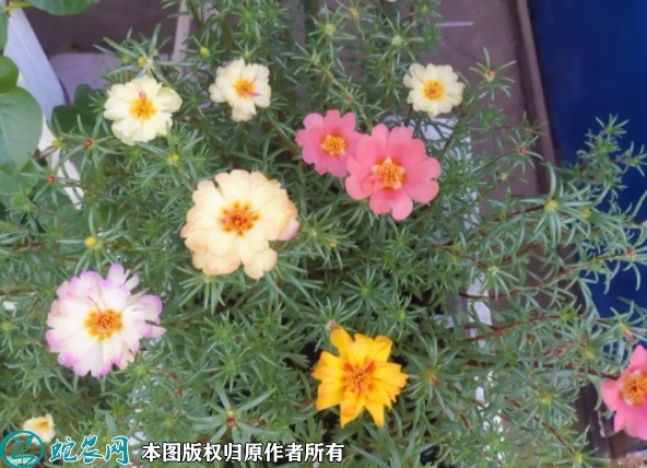 太阳花种子价格多少钱一斤？2023年...