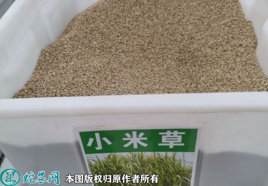 小米草种子价格多少钱一斤？2023年...