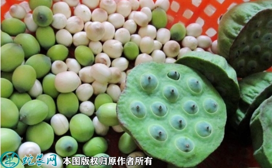 荷花种子价格多少钱一斤？2023年3...