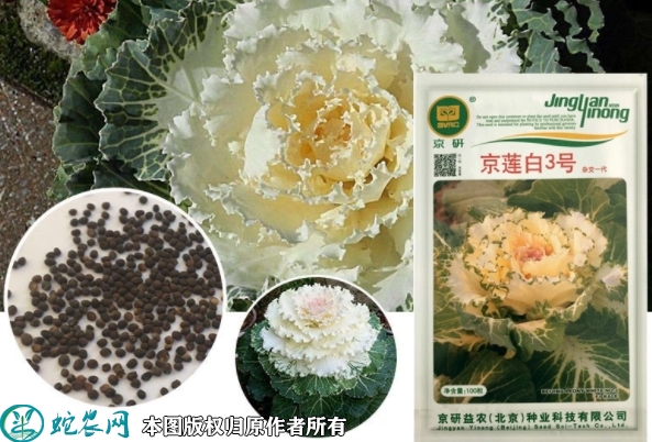 羽衣甘蓝种子价格多少钱一斤？2023...
