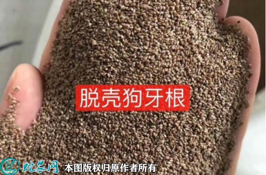 狗牙根种子价格多少钱一斤？2023年...