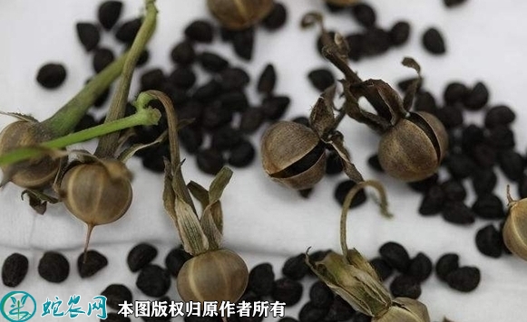 牵牛花种子价格多少钱一斤？2023年...
