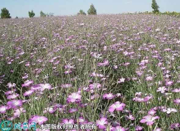 麦仙翁种子价格多少钱一斤？2023年...