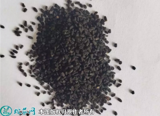 长春花种子价格多少钱一斤？2023年...