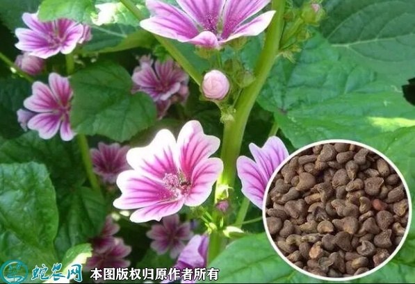 锦葵种子价格多少钱一斤？2023年3...