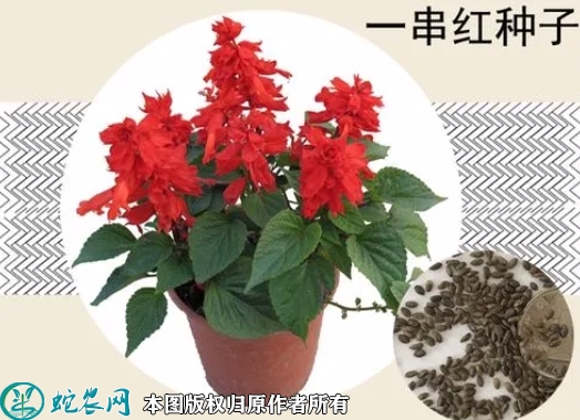 一串红种子价格多少钱一斤？2023年...