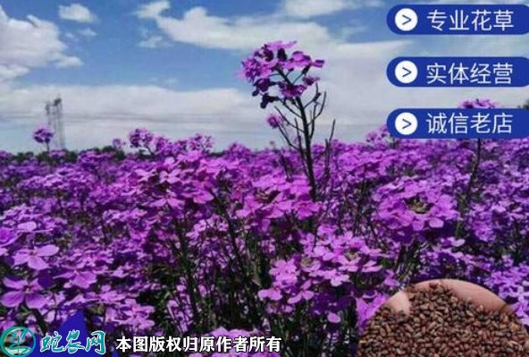 蓝香芥种子价格多少钱一斤？2023年...