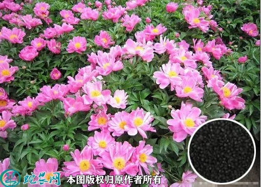 芍药种子价格多少钱一斤？2023年3...