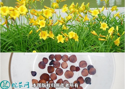 黄菖蒲种子价格多少钱一斤？2023年...