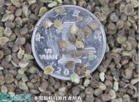 勿忘我种子价格多少钱一斤？2023年...
