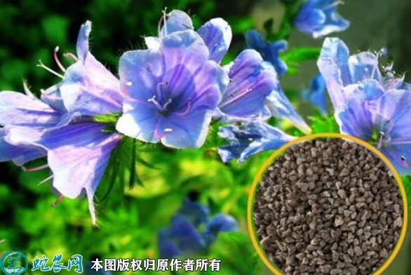 蓝蓟种子价格多少钱一斤？2023年3...