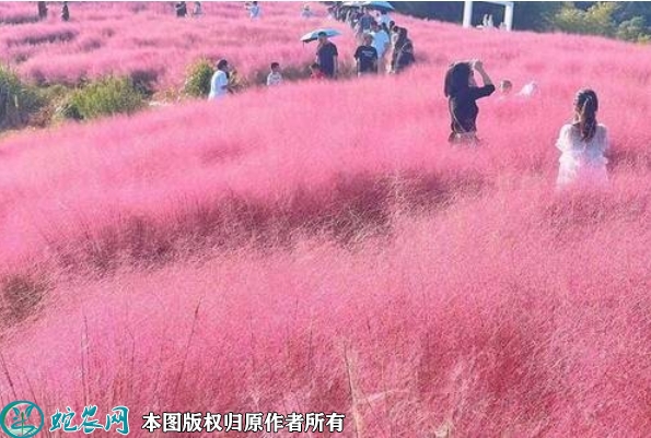 粉黛乱子草种子价格多少钱一斤？202...