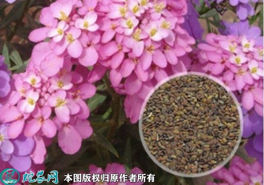 小冠花种子价格多少钱一斤？2023年...