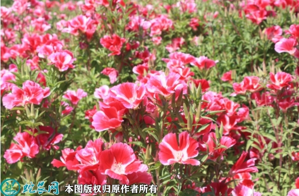 古代稀种子价格多少钱一斤？2023年...