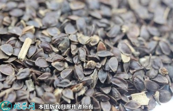 假龙头种子价格多少钱一斤？2023年...