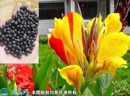 美人蕉种子价格多少钱一斤？2023年...