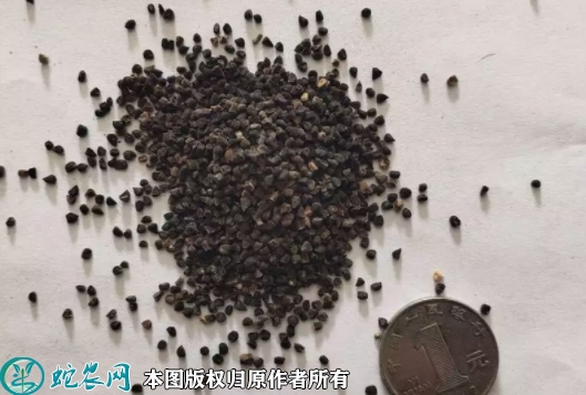 飞燕草种子价格多少钱一斤？2023年...