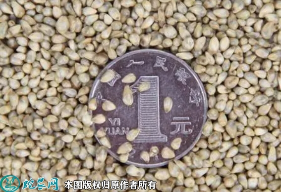 甜象草种子价格多少钱一斤？2023年...