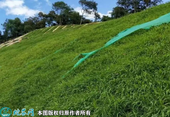 护坡草种子价格多少钱一斤？2023年...