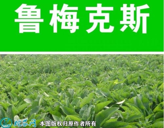 鲁梅克斯种子价格多少钱一斤？2023...