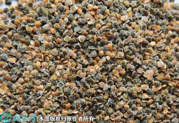紫罗兰种子价格多少钱一斤？2023年...