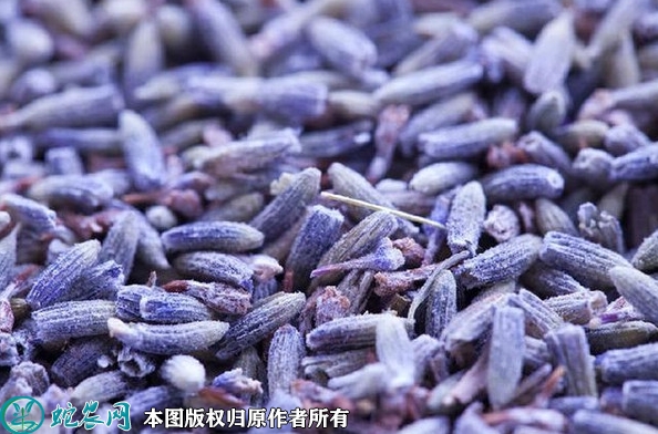 薰衣草种子价格多少钱一斤？2023年...