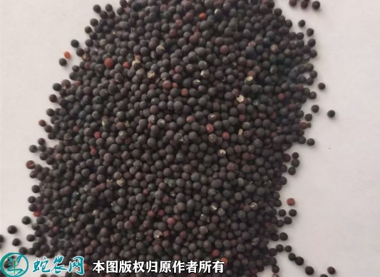满天星种子价格多少钱一斤？2023年...